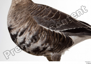 Greater white-fronted goose Anser albifrons body chest wing 0001.jpg